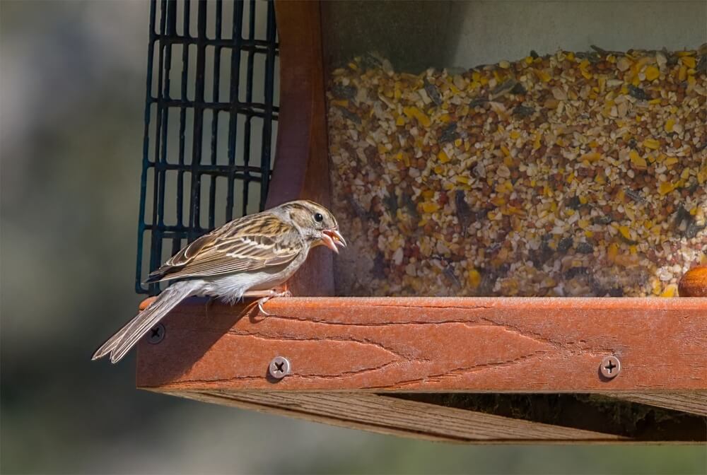 How to Attract Song Sparrows to Your Feeder