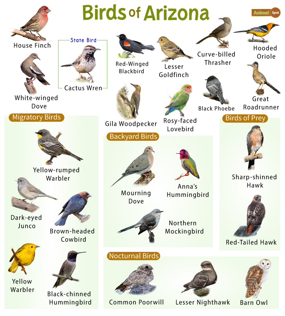 Common Backyard Birds in Arizona – Nature Blog Network