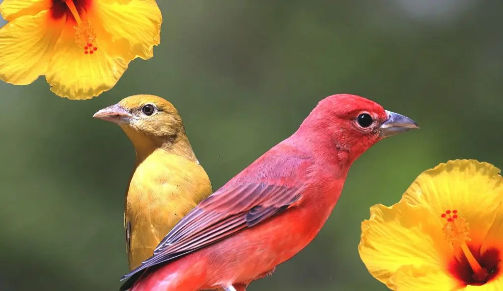 Red, Orange, and Yellow Birds Found in Arkansas