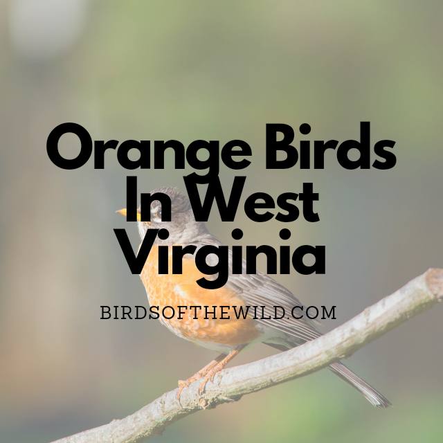 Red, Orange, and Yellow Birds in West Virginia: A Comprehensive Guide