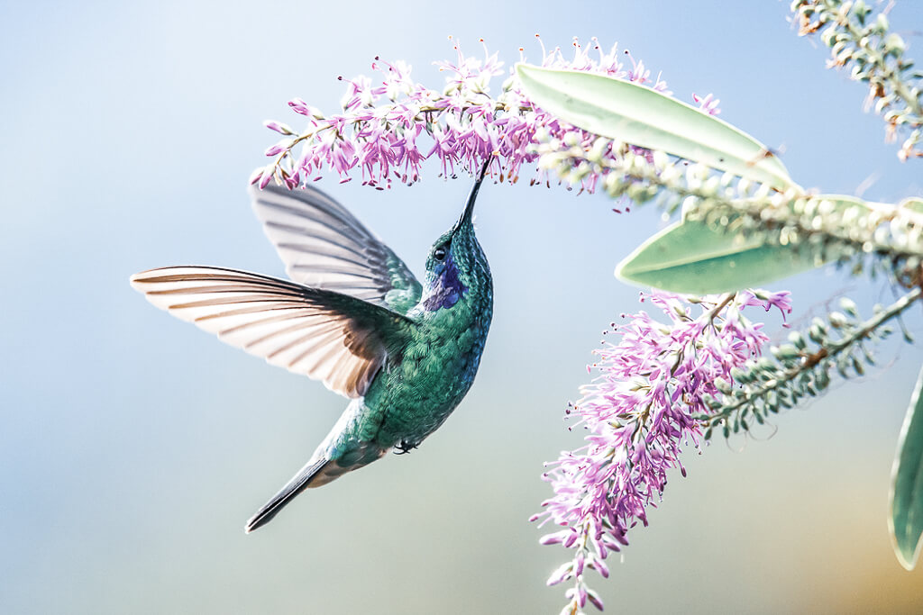 Symbolic Meanings of Hummingbirds in Different Cultures – Nature Blog ...