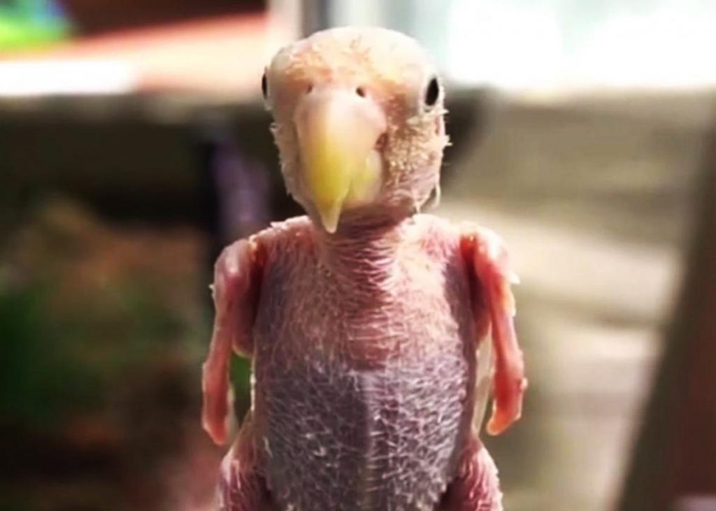 The Fascinating World of Featherless Birds
