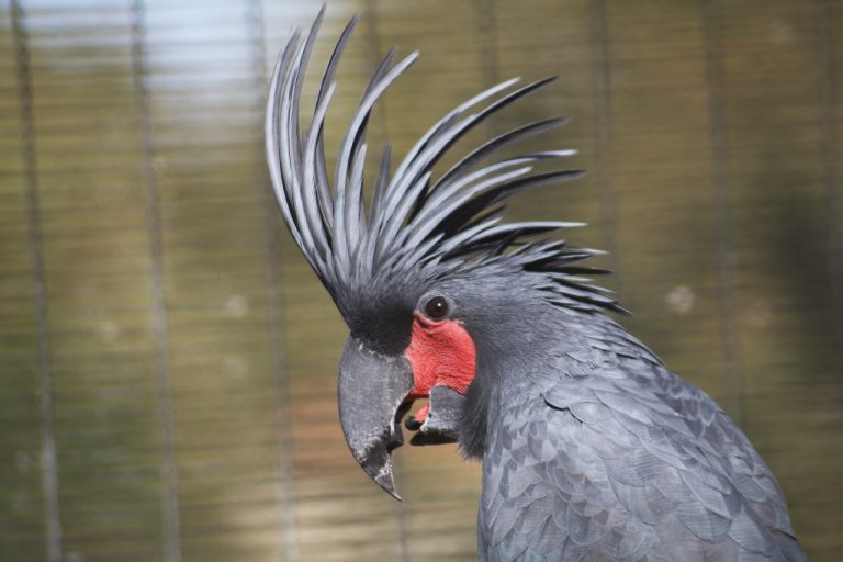 What birds have mohawks (crests)?