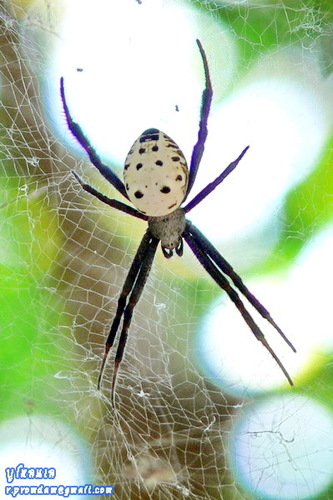 2 COMMON Spiders Found in Papua New Guinea!