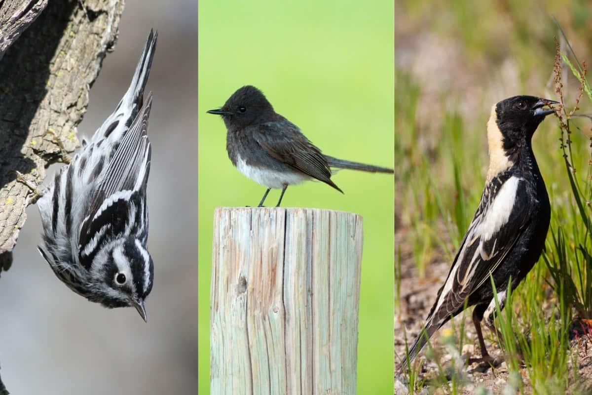 22 black-and-white birds in North America