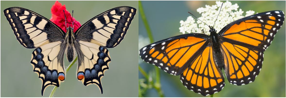 22 Common Butterflies Found in Saskatchewan