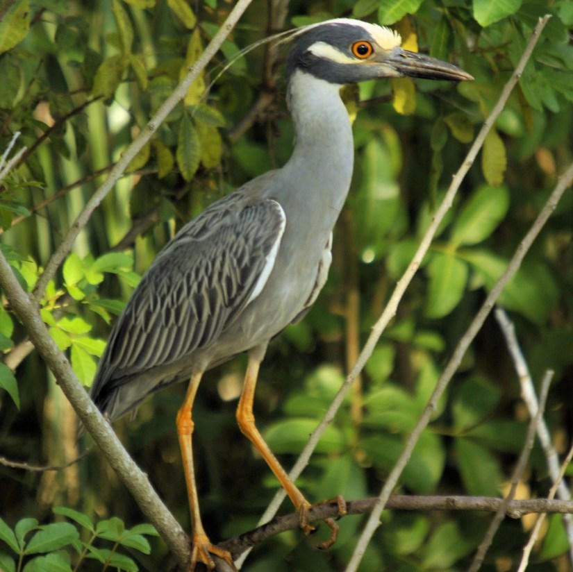 4 Types of Herons Found in Wyoming