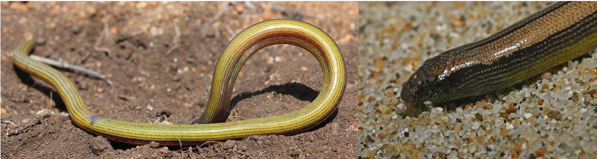 4 Types of Legless Lizards Found in South Carolina! (ID Guide)