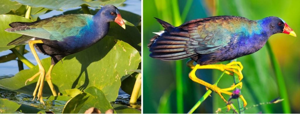 8 Types of Purple Birds Found in Arkansas