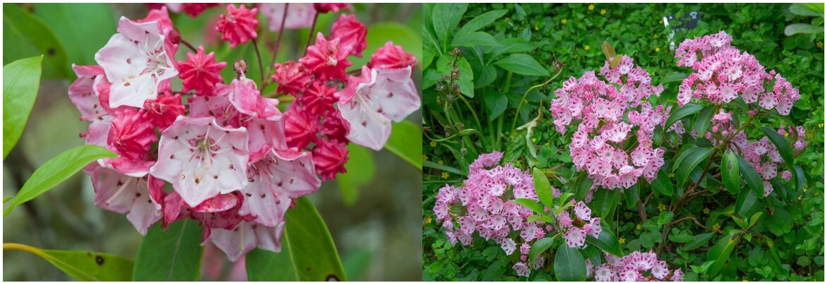 A Guide to 20 Pink Wildflowers in Connecticut
