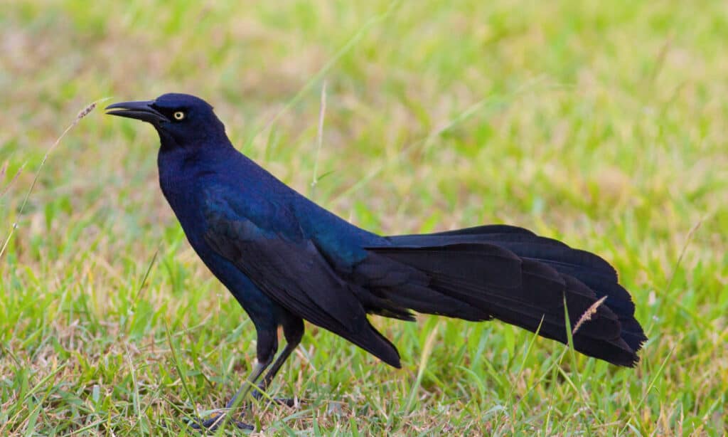 A Variety of Black Birds in Texas