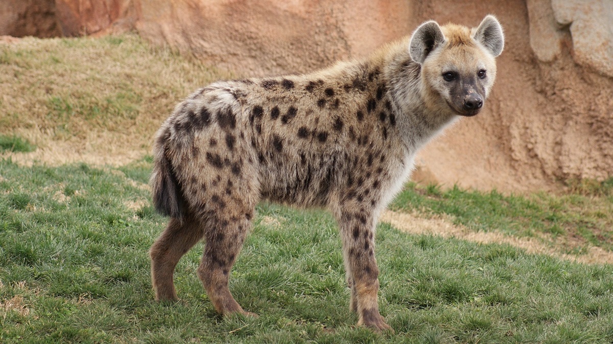 Animals Similar to Hyenas: A Comparison of 9 Species