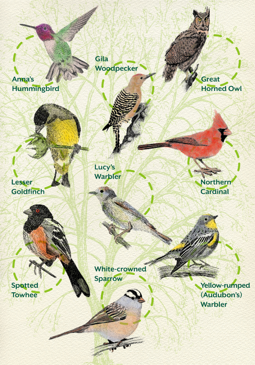 Arizona Bird ID Guide – Nature Blog Network