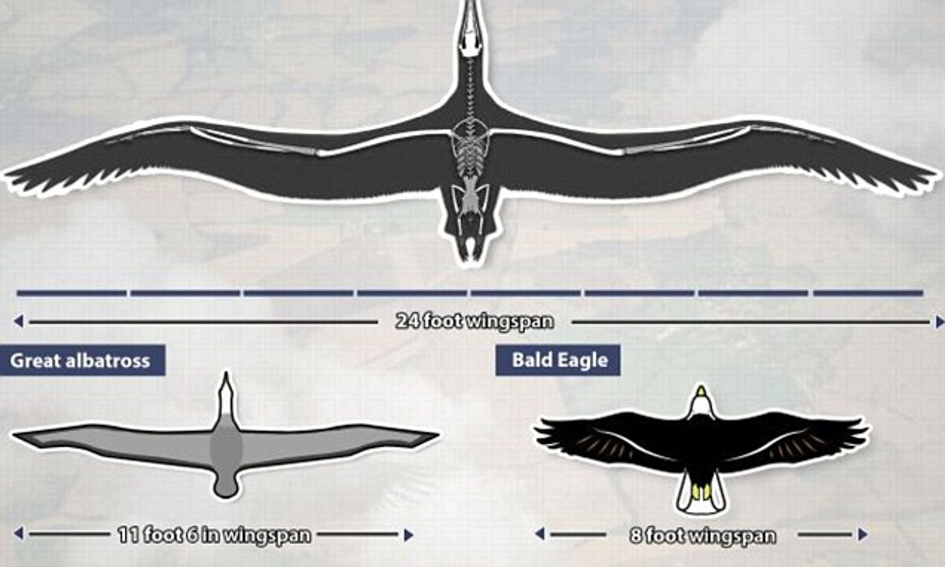 Birds with the largest wingspan include the Albatross