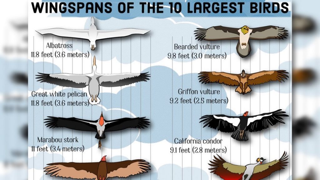Birds with the largest wingspan include the Albatross – Nature Blog Network