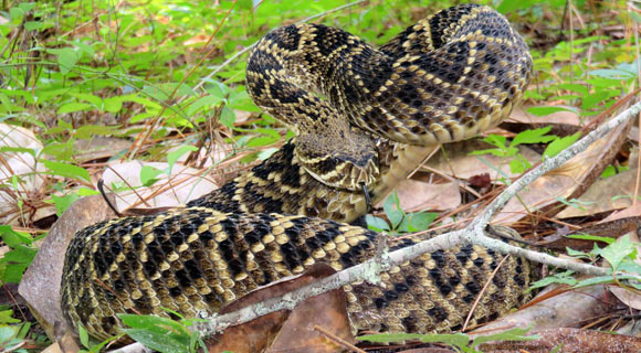 Florida is home to at least 44 species of snakes