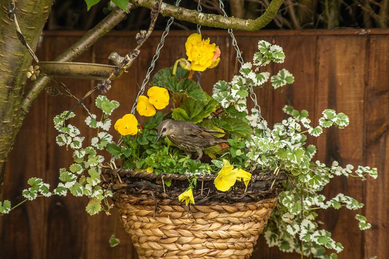 How to Attract Birds to Your Garden with Hanging Flower Pots