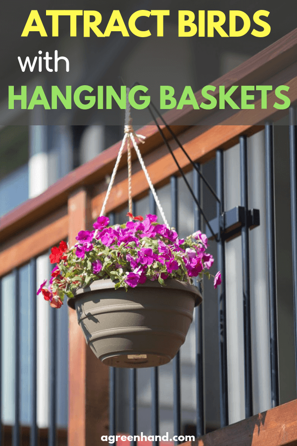How to Attract Birds to Your Garden with Hanging Flower Pots