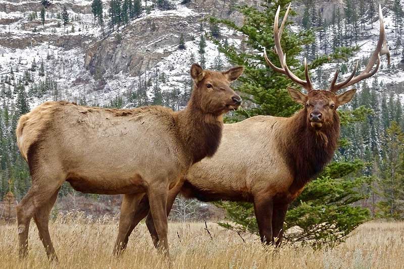 Mule Deer vs. Elk: 8 Key Differences