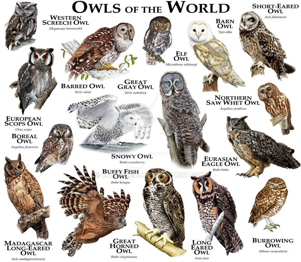 Owls: A Classification of the 200+ Species – Nature Blog Network