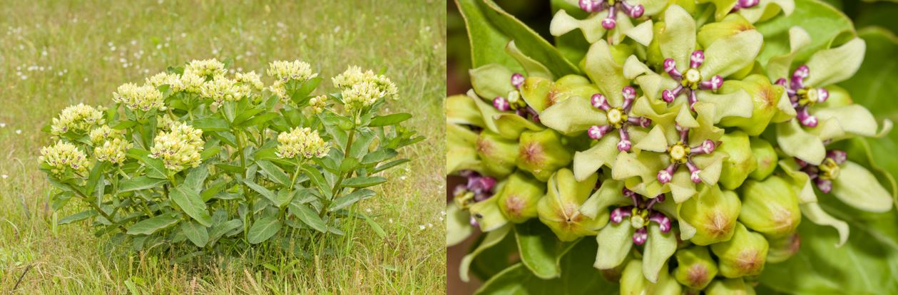 Seven Types of Milkweed in Nebraska: Common Milkweed, Whorled Milkweed, Butterfly Weed, Green Comet Milkweed, Showy Milkweed, Green Milkweed, and Swamp Milkweed