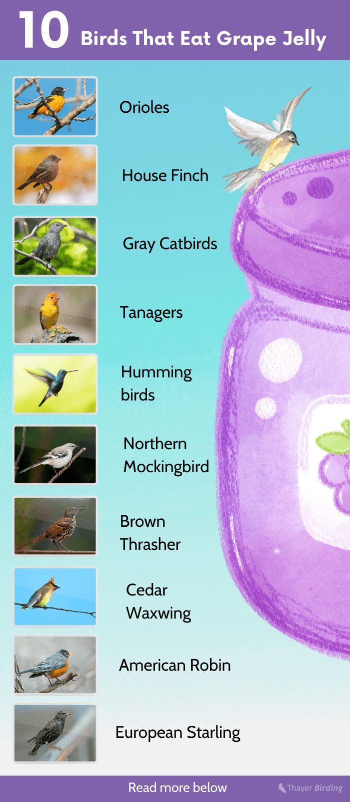 Several bird species enjoy eating grape jelly, including orioles, finches,  catbirds, tanagers, robins, and hummingbirds. – Nature Blog Network