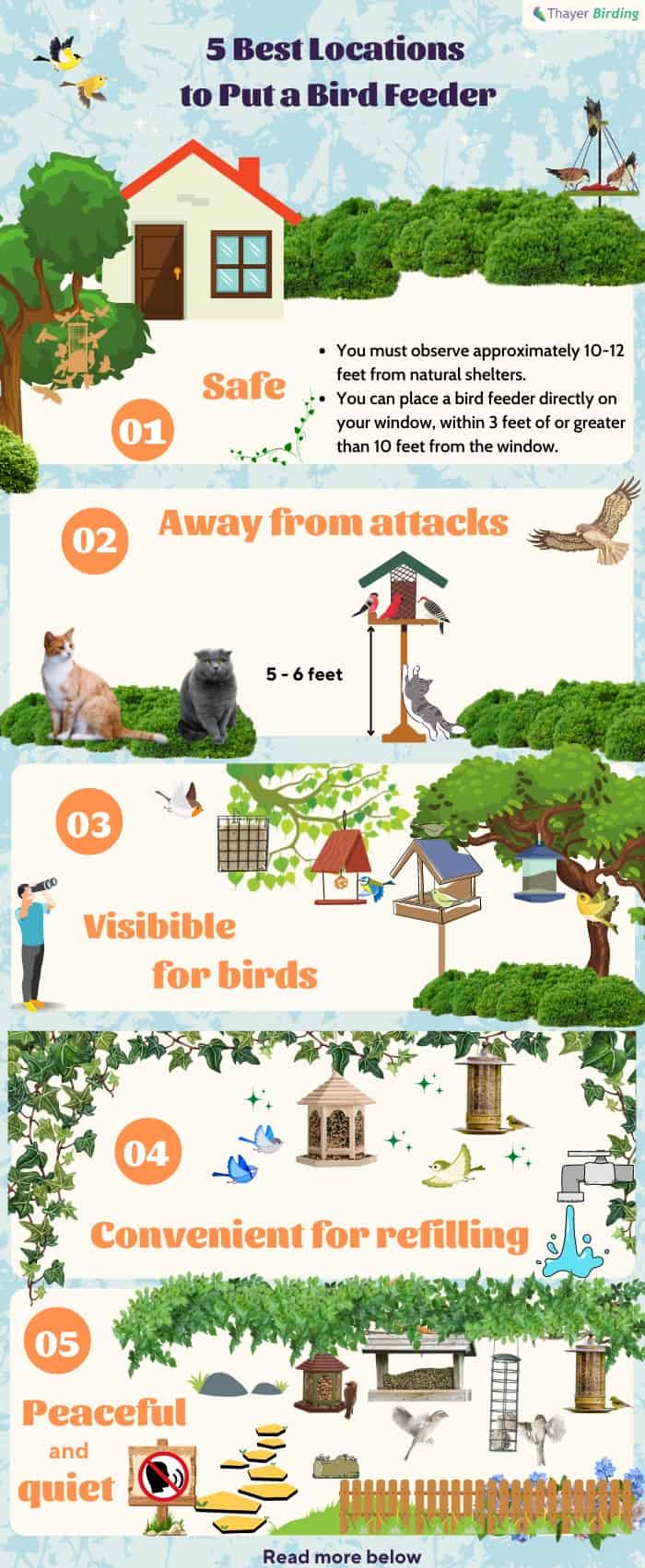 The Best Locations for Bird Feeders in Your Garden
