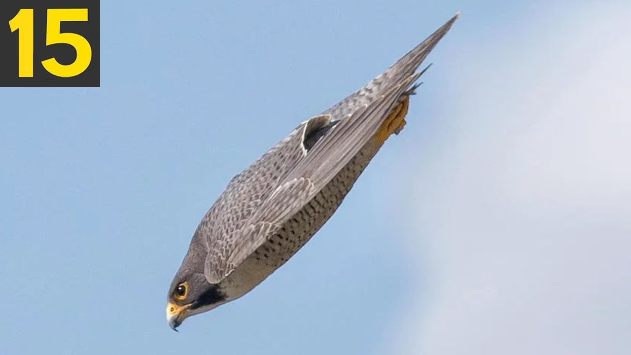 Fast bird. Самая быстрая птица. Узбекские птицы. Самая быстрая птица в мире. Туган птица.