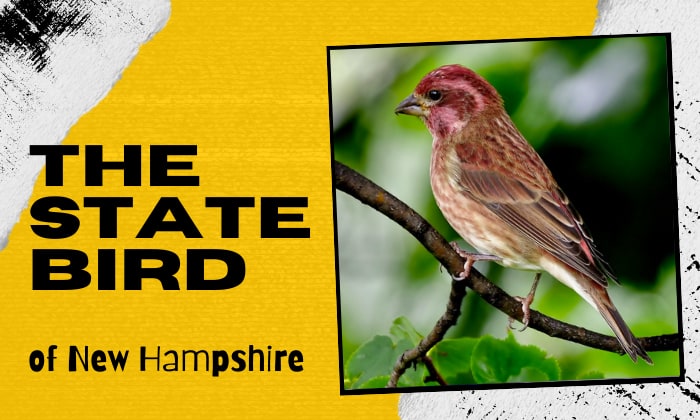 What Is the State Bird of New Hampshire? - Purple Finches