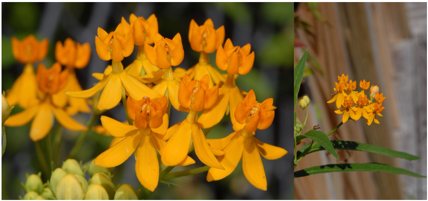 11 Orange Wildflowers Found in South Carolina