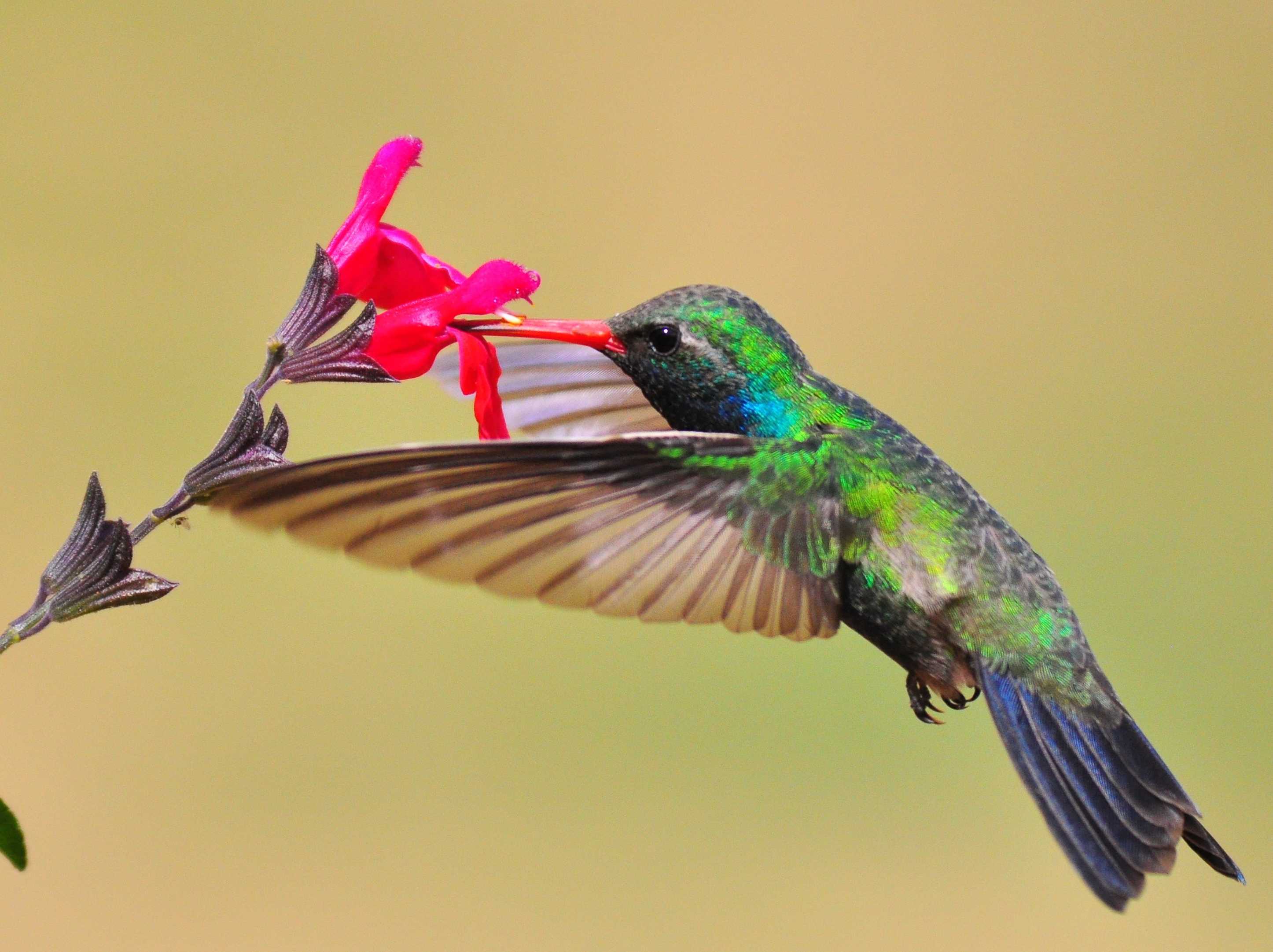 Hummingbird Habitats - Hummingbirds Plus
