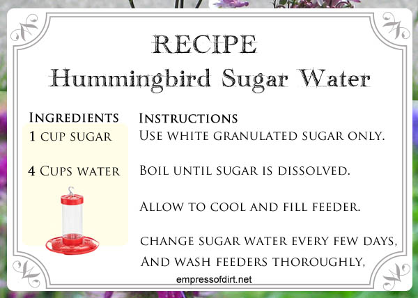 Hummingbird Food Recipe