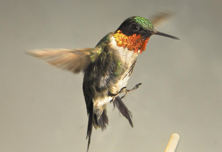 Hummingbird Flight Patterns